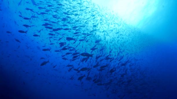istock Reef fish schooling at undersea reef, Darwin Island 1032044284