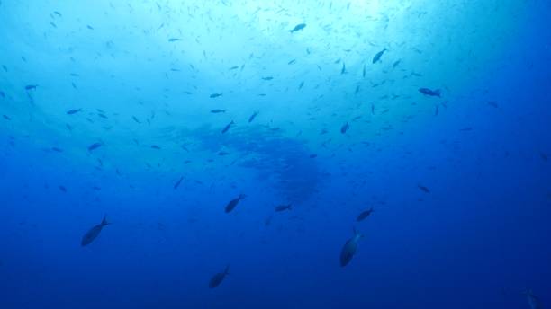 istock School of Travelly Jack fish under sea surface 1032044298