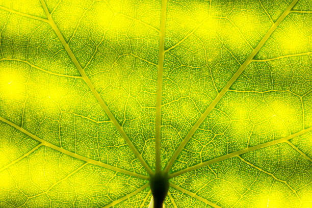 istock leaf veins details green for background 1032044340