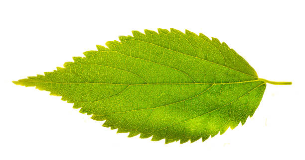 istock leaf veins details green for background 1032047688