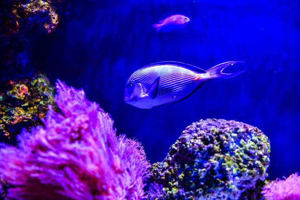 Beautiful Naso Tang (Pacific orange-spine unicornfish) in reef aquarium tank in thailand