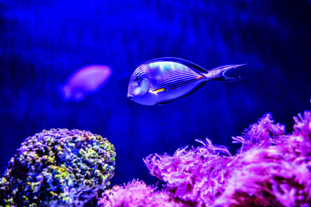 Naso Tang (Pacific orange-spine unicornfish) in aquarium Beautiful Naso Tang (Pacific orange-spine unicornfish) in reef aquarium tank in thailand naso elegans stock pictures, royalty-free photos & images