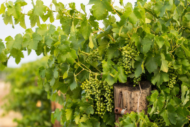 Lush green vinyards in Mildura, Victoria stock photo