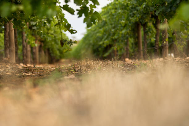 Lush green vinyards in Mildura, Victoria stock photo