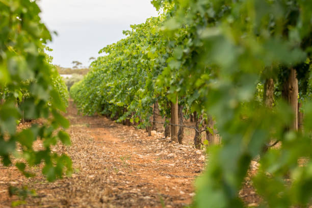 istock Lush green vinyards in Mildura, Victoria 1032051224