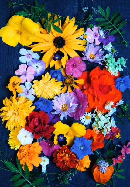 Texture of various garden flowers, top view.