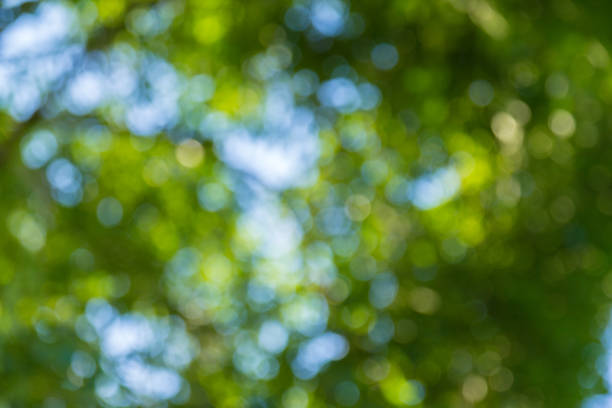 istock Natural green bokeh abstract background 1032057220