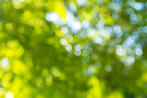 istock Natural green bokeh abstract background 1032057332