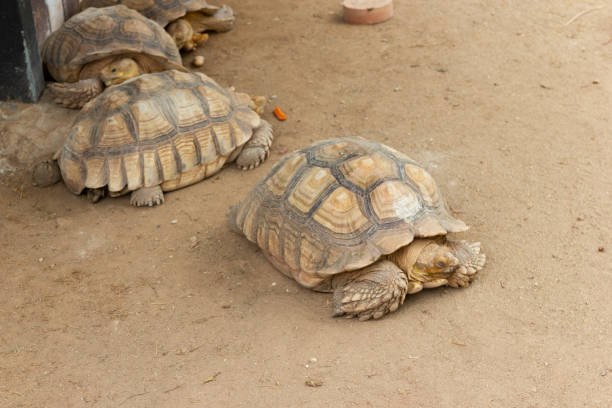 istock The turtle on land at park 1032057520