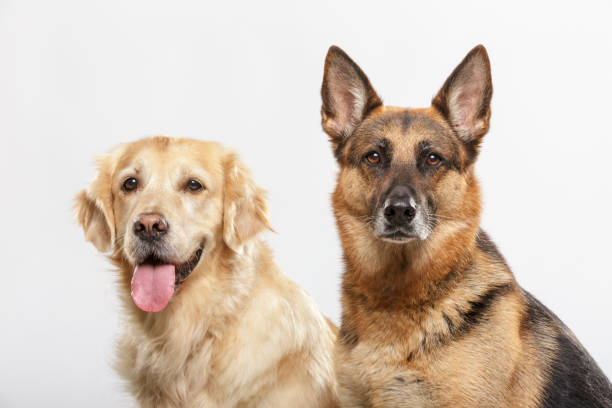 istock Expressive couple of nice dogs posing in the studio 1032062440