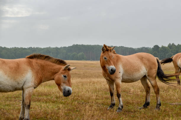 istock Przewalski horse in nature 1032064976