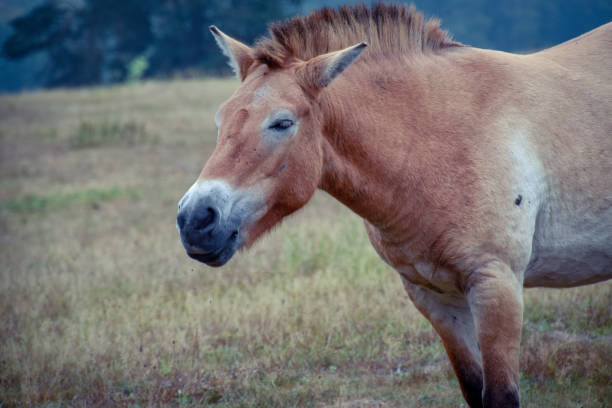 istock Przewalski horse in nature 1032065154