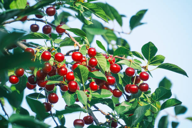 istock Cherry berries on the branches in garden 1032065578