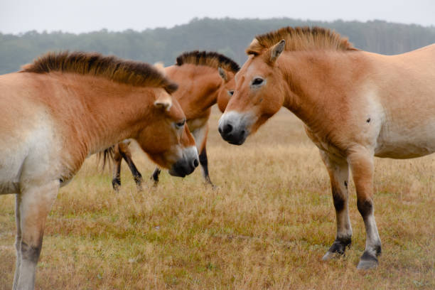istock Przewalski horse in nature 1032065790
