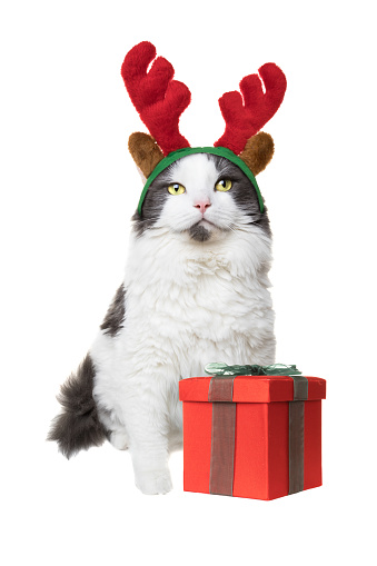 A white and gray longhair cat isolated on a white background with a present and wearing reindeer antlers for Christmas.