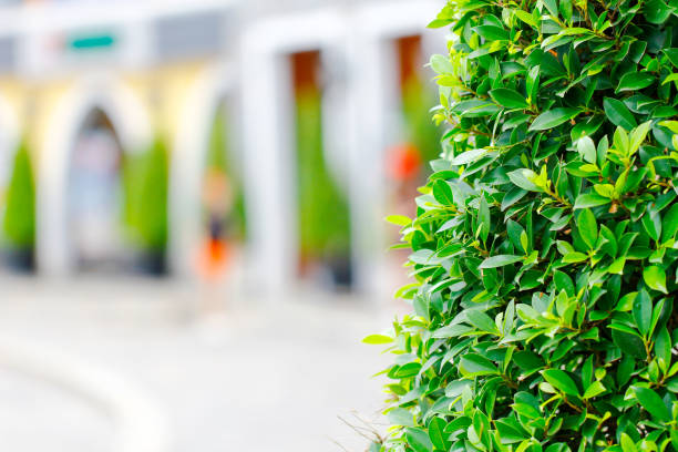 in front of the apartment building is a raised flower bed with a brick wall. trimmed evergreen bushes in the shape of balls or boulders in a row along the facade, ligustrum, ovalifolium