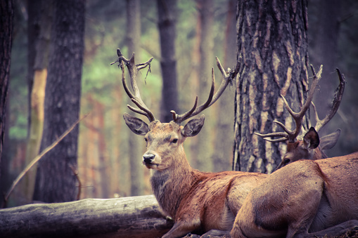 Red deer in nature in the forest