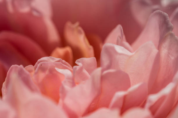 istock Rose 'Mary Ann' blossom close up 1032066750