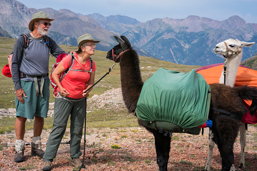 A man and his wife look at two llamas on a rest break at the highest point of the Continental Divide Trail in the San Juan National Forest in Weminuche Wilderness, Rocky Mountains, Silverton, CO, USA