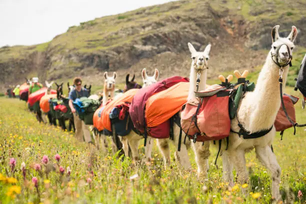 Hikers lead a herd of llama pack animals through the mountains on the Continental Divide Trail, San Juan National Forest, Weminuche Wilderness, Rocky Mountains, Silverton, CO, USA