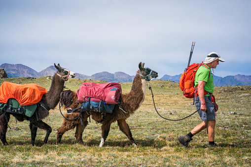 An adult man leads a herd of llama pack animals through the mountains on the Continental Divide Trail, San Juan National Forest, Weminuche Wilderness, Rocky Mountains, Silverton, CO, USA