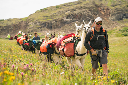 An adult male leads a herd of llama pack animals through wildflowers in the mountains on the Continental Divide Trail, San Juan National Forest, Weminuche Wilderness, Rocky Mountains, Silverton, CO, USA