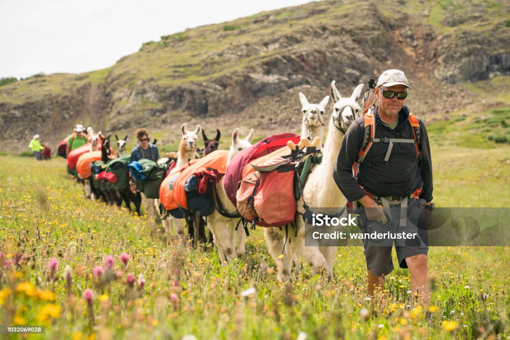 Llama trekking in Colorado An adult male leads a herd of llama pack animals through wildflowers in the mountains on the Continental Divide Trail, San Juan National Forest, Weminuche Wilderness, Rocky Mountains, Silverton, CO, USA Colorado Stock Photo