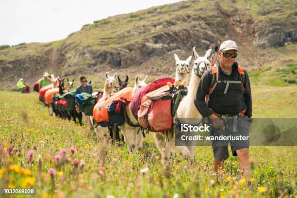 Llama Trekking In Colorado Stock Photo - Download Image Now - Colorado, Llama - Animal, Hiking