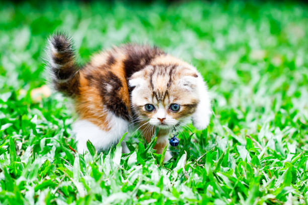 istock Exotic Shorthair cat close-up portrait. 1032069472