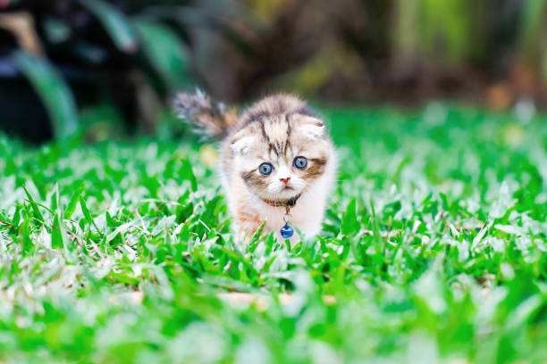 istock Exotic Shorthair cat close-up portrait. 1032069738