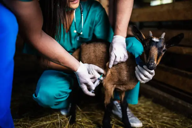 Photo of Man and woman veterinarians at large goat farm checking goat's health.
