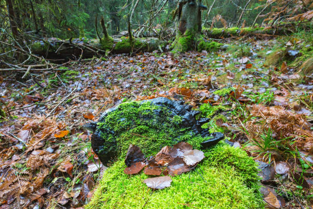 istock Green moss and a black polypore mushrooms in the woods 1032070846