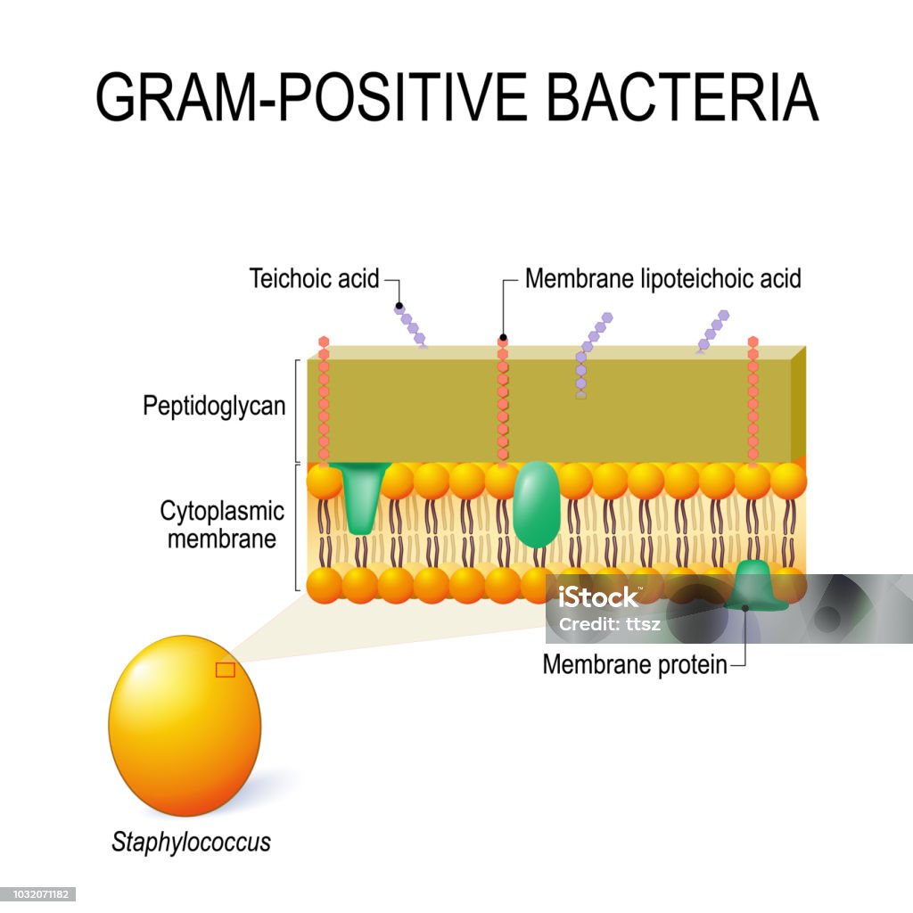Vetores de Estrutura Da Parede Celular De Bactérias Grampositivas Por ...