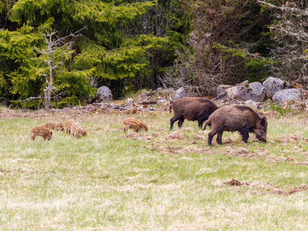 istock Wild boar with young piglets on a meadow at the forest edge 1032071638