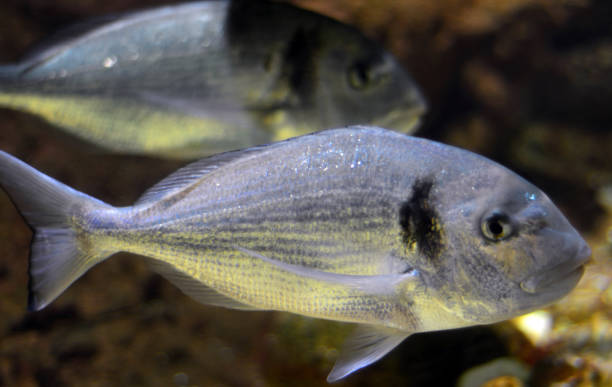 istock Gilt-head bream in the water (sparus aurata) 1032077796
