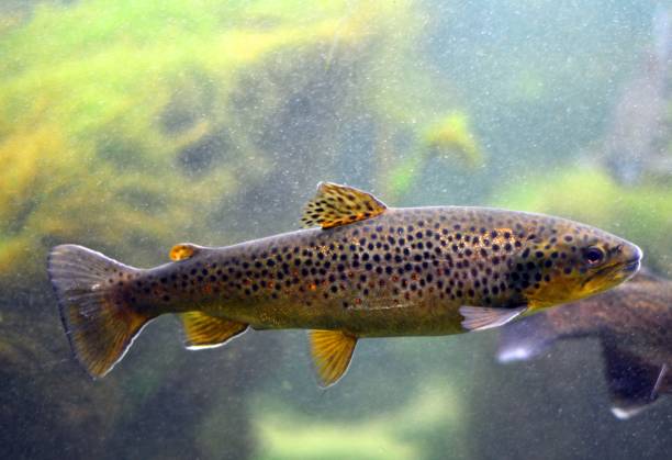 bachforellen im wasser (salmo trutta) - brown trout stock-fotos und bilder