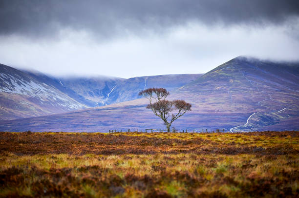 Single tree in the cairngorms Single tree in the cairngorms, on a field with mountains in the background on a cloudy day cairngorm mountains stock pictures, royalty-free photos & images