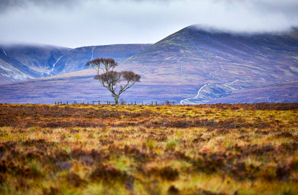 seul arbre dans les cairngorms - monts cairngorm photos et images de collection