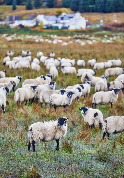 Sheeps in a field close to a village on a rainy day