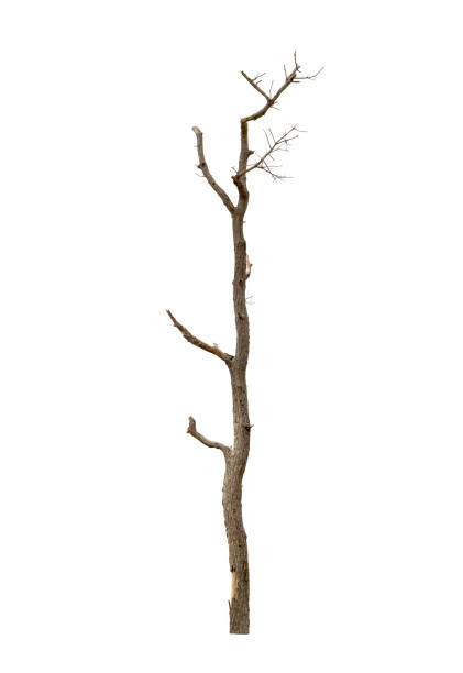 istock Dead trees isolated on white background, tropical trees isolated used for design, with clipping path 1032089176
