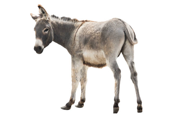 burro aislado en blanco - mulish fotografías e imágenes de stock