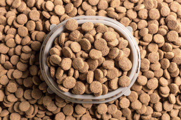 istock Dried dog food background 1032089516