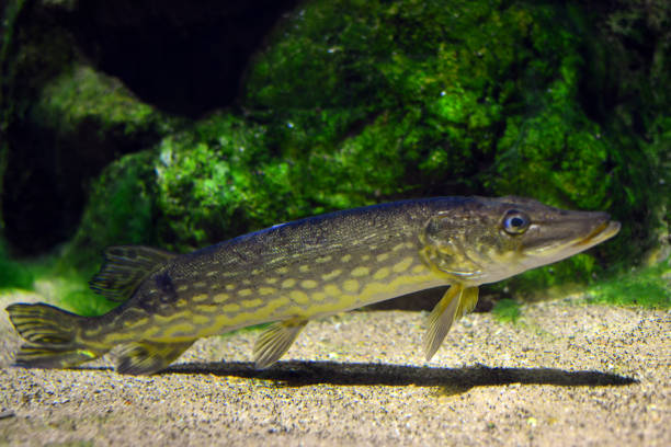 Northern Pike aka jackfish, lakes pike, snot rocket, slough shark, snake, slimer, slough snake, gator... (Esox lucius) - Lúcio comum
