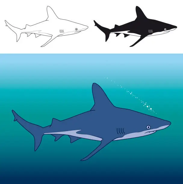 Vector illustration of Young Bull Shark Clip Art