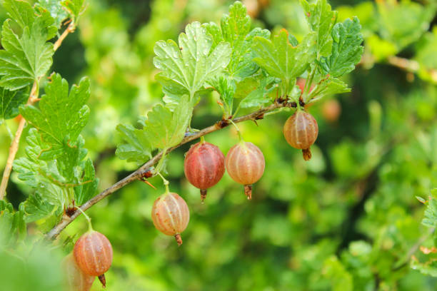 istock Gooseberries on a branch in the garden 1032099450
