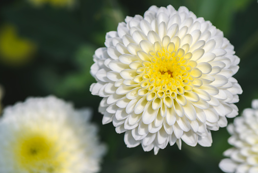 Closed up of White Chrysanthemum Flower with Yellow Center on top view, Beautiful Dendranthemum Flower background