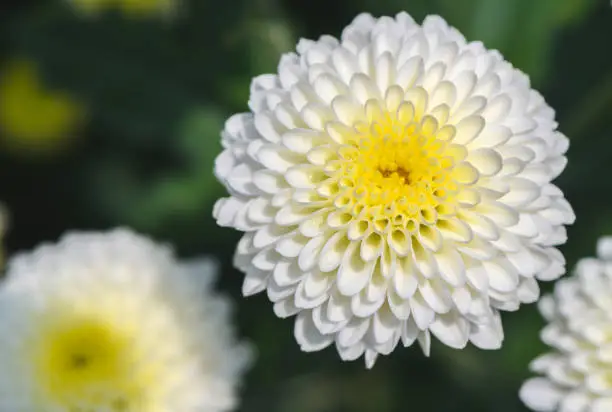 Photo of Closed up of White Chrysanthemum Flower with Yellow