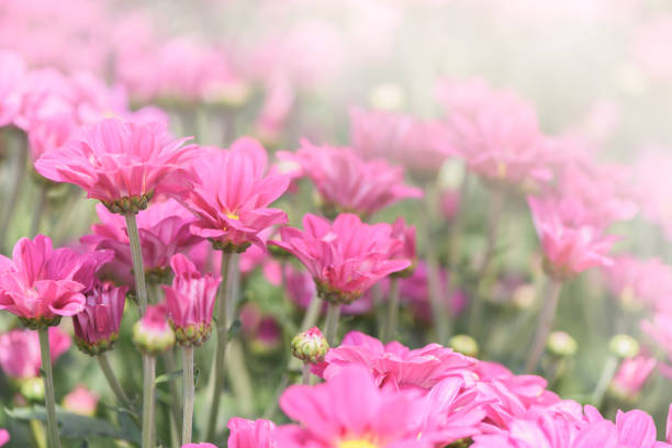 Pink  Chrysanthemum Flower in garden, Beautiful Dendranthemum Flower background and selective focus