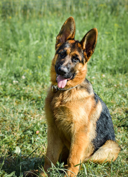 istock German Shepherd poses with his tongue out 1032111276