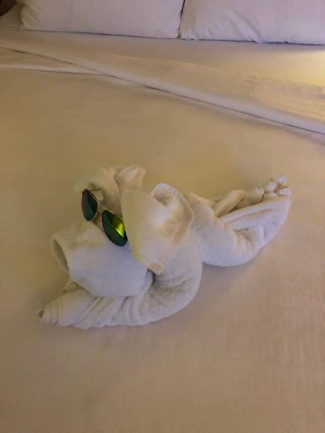istock Folded pillow dog or pig with sunglasses hotel room 1032118116